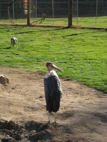 Marabou Stork